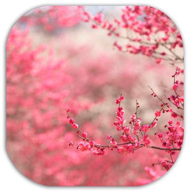 Розовый попхолдер цвет вишни купить с доставкой